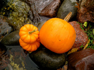 Autumn Prairie Pumpkins 
